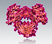 Immunoglobulin E,antibody,illustration