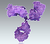 Immunoglobulin G antibody,illustration