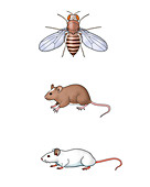 Genetic Icons,illustration