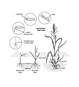 Wild rice Life Cycle,illustration