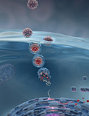 Viral Endocytosis,illustration