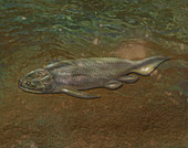 Holoptychius,Extinct Fish,illustration