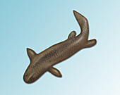 Panderichthys,Extinct Fish,illustration