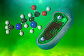 Cyanobacteria,Illustration,illustration