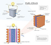 Diagram of Fuel Cell,illustration