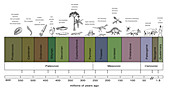 Geologic Time Line,illustration