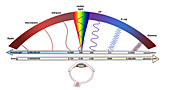Electromagnetic Spectrum,illustration