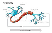 Motor Neuron,illustration