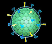 Measles Virus,illustration