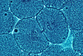 Whitefish Blastula Cells,Cytokinesis,LM