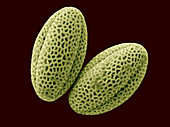 Chinese Radish pollen grains (SEM)
