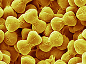 Forget-me-not Pollen,SEM