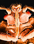 Bedbug mouthparts,SEM