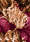 SEM of Human Oviductal Epithelium