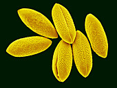 Aloe vera Pollen,SEM