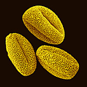 Bitter Mellon Pollen Grains,SEM