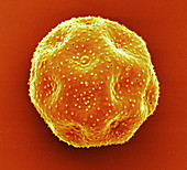 Bladder Campion Pollen,SEM