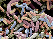 Bacterial Microflora in Stool