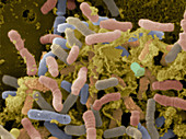 Bacterial Microflora in Stool