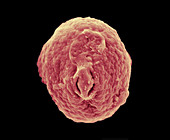 Pomegranate Pollen,SEM