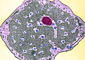 Pillar Cells in Organ of Corti,TEM