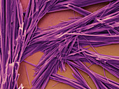 Caffeine Crystals,SEM