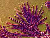 Caffeine Crystals,SEM