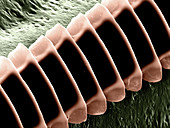 Cricket Sound Comb,SEM