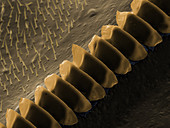 Cricket Sound Comb,SEM