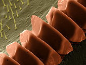 Cricket Sound Comb,SEM