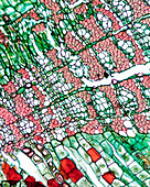 Light Micrograph of Tilia Stem