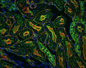 Light Micrograph of Kidney Tissue