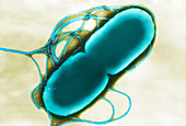 Caryophanon sp. Bacterium,TEM