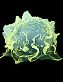 Macrophage (SEM)