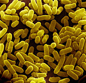 E. coli Bacteria (SEM)