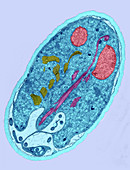 Giardia sp. Protozoan (TEM)