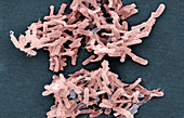 Clostridium difficile (SEM)