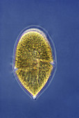 Glenodinium Dinoflagellate