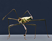 Assassin Bug,SEM