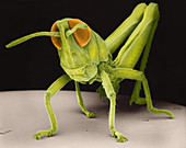 Grasshopper Nymph,SEM