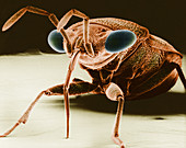 Big-eyed Bug,SEM