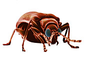 Drugstore Beetle,SEM