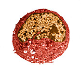 Typical Human Cell,TEM