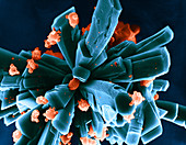 Human Cells Growing,SEM