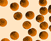 Ragweed Pollen (SEM)