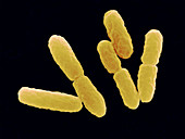 Toxigenic Escherichia Coli O111,SEM