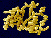 Escherichia coli O26