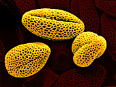 Kohlrabi (Brassica oleracea) Pollen,SEM