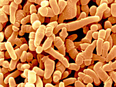 Propionibacterium Acnes Bacteria,SEM