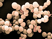 Staphylococcus Bacteria,SEM